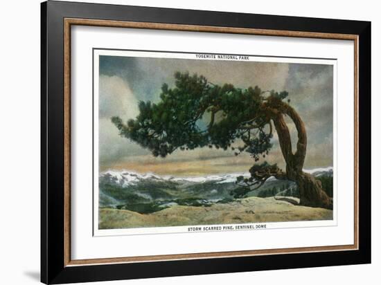 Yosemite Nat'l Park, California - Storm Scarred Pine on Sentinel Dome-Lantern Press-Framed Art Print