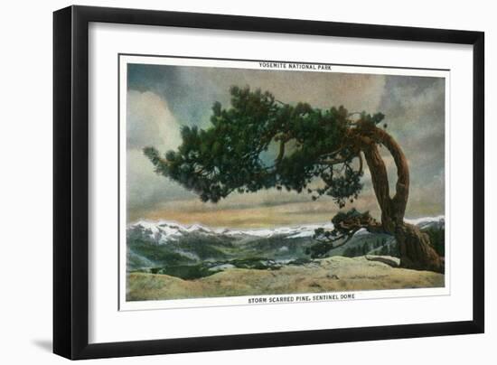 Yosemite Nat'l Park, California - Storm Scarred Pine on Sentinel Dome-Lantern Press-Framed Art Print