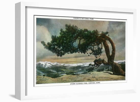 Yosemite Nat'l Park, California - Storm Scarred Pine on Sentinel Dome-Lantern Press-Framed Art Print