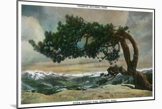 Yosemite Nat'l Park, California - Storm Scarred Pine on Sentinel Dome-Lantern Press-Mounted Art Print