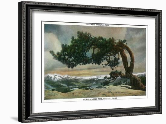 Yosemite Nat'l Park, California - Storm Scarred Pine on Sentinel Dome-Lantern Press-Framed Art Print