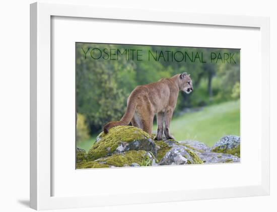 Yosemite National Park, California - Mountain Lion-Lantern Press-Framed Art Print