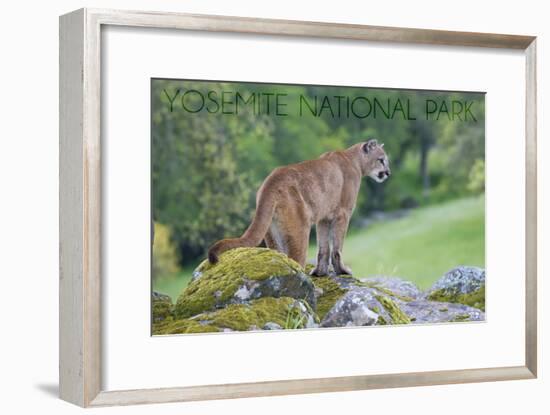Yosemite National Park, California - Mountain Lion-Lantern Press-Framed Art Print