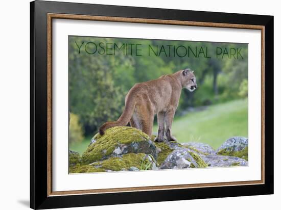 Yosemite National Park, California - Mountain Lion-Lantern Press-Framed Art Print