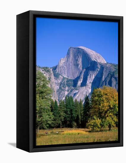 Yosemite National Park, Half Dome and Autumn Leaves, California, USA-Steve Vidler-Framed Premier Image Canvas