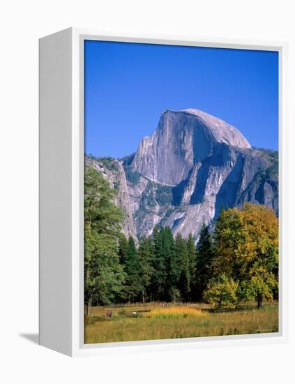 Yosemite National Park, Half Dome and Autumn Leaves, California, USA-Steve Vidler-Framed Premier Image Canvas