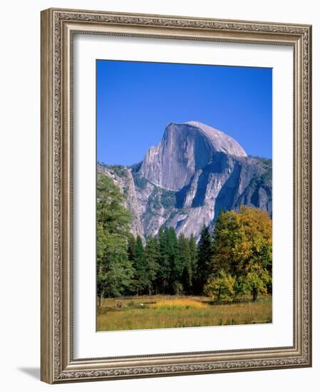 Yosemite National Park, Half Dome and Autumn Leaves, California, USA-Steve Vidler-Framed Photographic Print