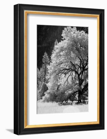 Yosemite Valley in infrared black and white, Yosemite National Park, California-Adam Jones-Framed Photographic Print