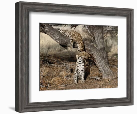 You're Kidding, Right!-Art Wolfe-Framed Photographic Print