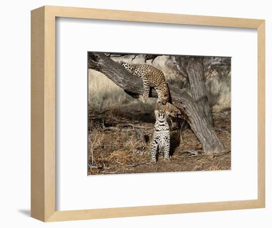 You're Kidding, Right!-Art Wolfe-Framed Photographic Print