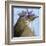 You Silly Bird - Walter-Dlynn Roll-Framed Art Print