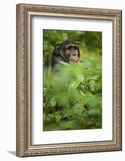 Young adult male chimpanzee in Africa, Uganda, Kibale National Park-Kristin Mosher-Framed Photographic Print