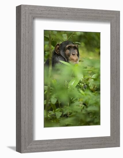 Young adult male chimpanzee in Africa, Uganda, Kibale National Park-Kristin Mosher-Framed Photographic Print