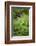 Young adult male chimpanzee in Africa, Uganda, Kibale National Park-Kristin Mosher-Framed Photographic Print