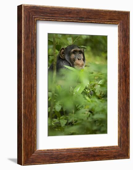 Young adult male chimpanzee in Africa, Uganda, Kibale National Park-Kristin Mosher-Framed Photographic Print