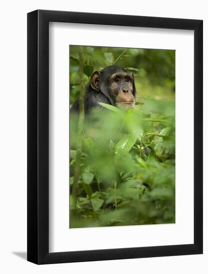 Young adult male chimpanzee in Africa, Uganda, Kibale National Park-Kristin Mosher-Framed Photographic Print