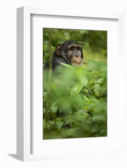 Young adult male chimpanzee in Africa, Uganda, Kibale National Park-Kristin Mosher-Framed Photographic Print