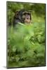Young adult male chimpanzee in Africa, Uganda, Kibale National Park-Kristin Mosher-Mounted Photographic Print