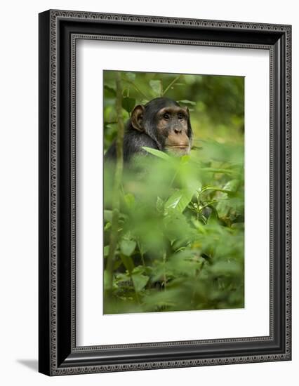 Young adult male chimpanzee in Africa, Uganda, Kibale National Park-Kristin Mosher-Framed Photographic Print