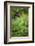 Young adult male chimpanzee in Africa, Uganda, Kibale National Park-Kristin Mosher-Framed Photographic Print