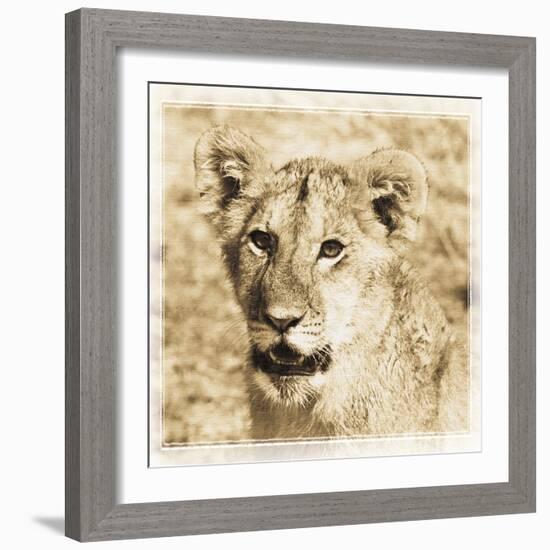 Young Africa Lion-Susann Parker-Framed Photographic Print