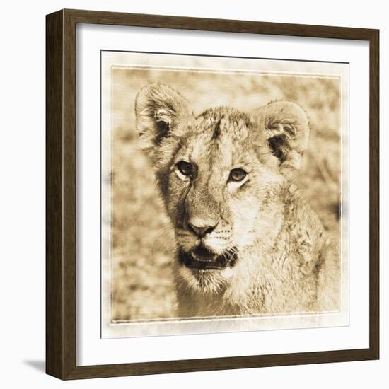 Young Africa Lion-Susann Parker-Framed Photographic Print