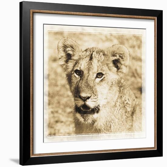 Young Africa Lion-Susann Parker-Framed Photographic Print