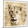 Young Africa Lion-Susann Parker-Mounted Photographic Print