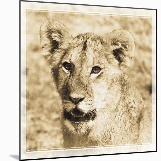 Young Africa Lion-Susann Parker-Mounted Photographic Print