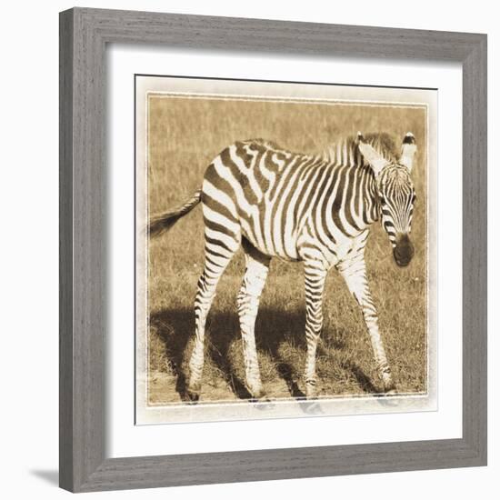 Young Africa Zebra-Susann Parker-Framed Photographic Print