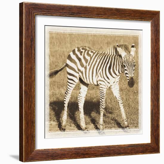 Young Africa Zebra-Susann Parker-Framed Photographic Print