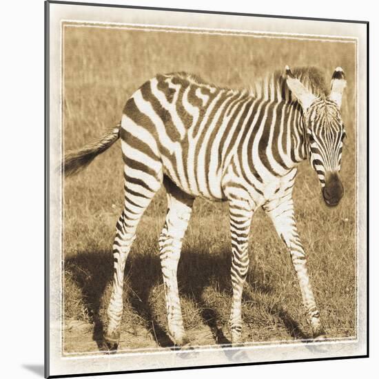 Young Africa Zebra-Susann Parker-Mounted Photographic Print