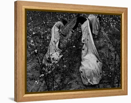 Young African American Cotton Pickers Standing in the Cotton Field with their Sacks-Ben Shahn-Framed Premier Image Canvas