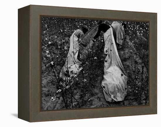 Young African American Cotton Pickers Standing in the Cotton Field with their Sacks-Ben Shahn-Framed Premier Image Canvas