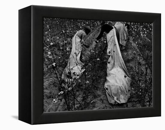 Young African American Cotton Pickers Standing in the Cotton Field with their Sacks-Ben Shahn-Framed Premier Image Canvas