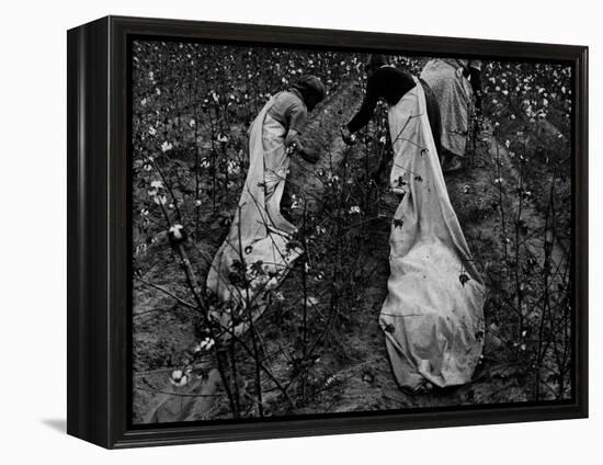 Young African American Cotton Pickers Standing in the Cotton Field with their Sacks-Ben Shahn-Framed Premier Image Canvas