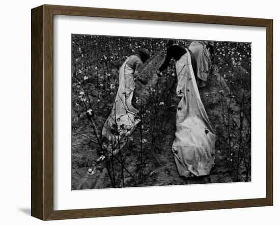 Young African American Cotton Pickers Standing in the Cotton Field with their Sacks-Ben Shahn-Framed Photographic Print