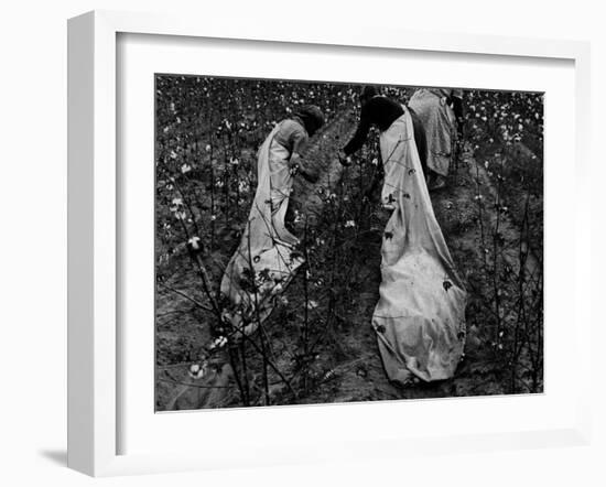 Young African American Cotton Pickers Standing in the Cotton Field with their Sacks-Ben Shahn-Framed Photographic Print