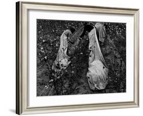 Young African American Cotton Pickers Standing in the Cotton Field with their Sacks-Ben Shahn-Framed Photographic Print