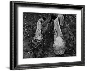 Young African American Cotton Pickers Standing in the Cotton Field with their Sacks-Ben Shahn-Framed Photographic Print