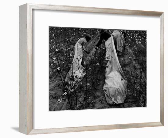 Young African American Cotton Pickers Standing in the Cotton Field with their Sacks-Ben Shahn-Framed Photographic Print