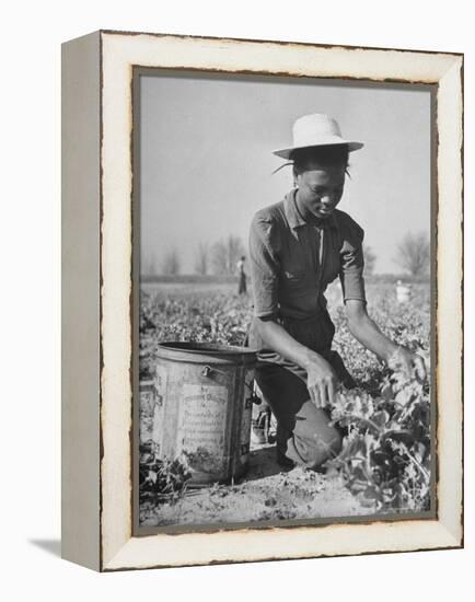 Young African American Sharecropper Woman Picking Peas in a Field on Farm-Andreas Feininger-Framed Premier Image Canvas