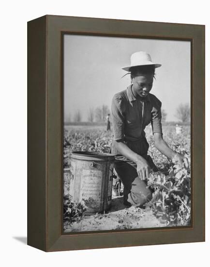 Young African American Sharecropper Woman Picking Peas in a Field on Farm-Andreas Feininger-Framed Premier Image Canvas