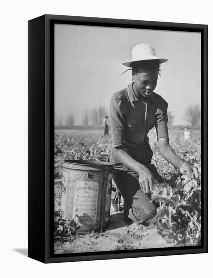 Young African American Sharecropper Woman Picking Peas in a Field on Farm-Andreas Feininger-Framed Premier Image Canvas