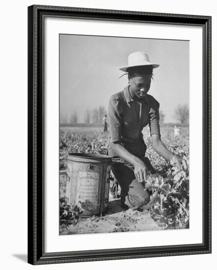 Young African American Sharecropper Woman Picking Peas in a Field on Farm-Andreas Feininger-Framed Premium Photographic Print