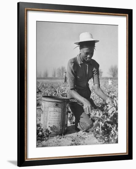 Young African American Sharecropper Woman Picking Peas in a Field on Farm-Andreas Feininger-Framed Premium Photographic Print