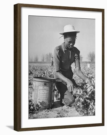 Young African American Sharecropper Woman Picking Peas in a Field on Farm-Andreas Feininger-Framed Premium Photographic Print