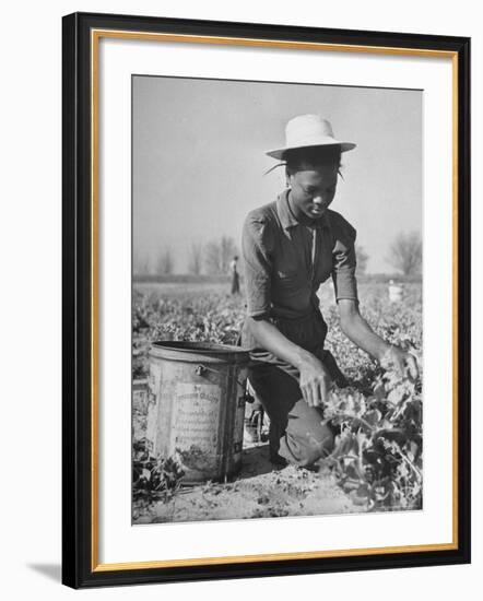 Young African American Sharecropper Woman Picking Peas in a Field on Farm-Andreas Feininger-Framed Premium Photographic Print