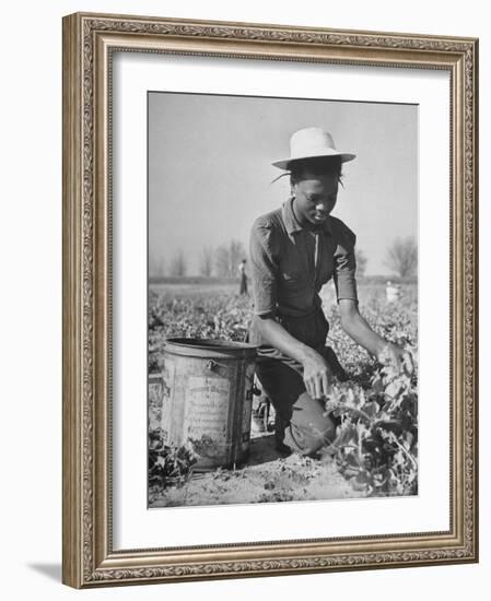 Young African American Sharecropper Woman Picking Peas in a Field on Farm-Andreas Feininger-Framed Photographic Print