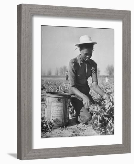 Young African American Sharecropper Woman Picking Peas in a Field on Farm-Andreas Feininger-Framed Photographic Print